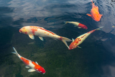 Fish swimming in a sea