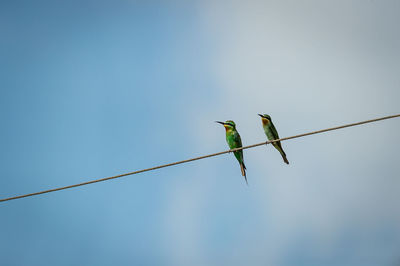 Low angle view of bird perching on cable against clear sky