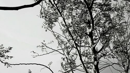 Low angle view of bare trees against sky