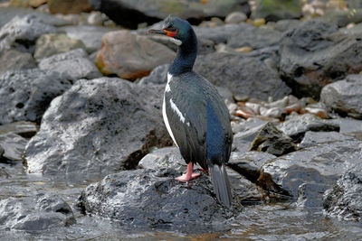 Cormorant or shag perching on rock