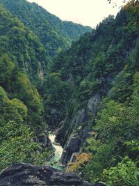 High angle view of stream flowing through forest