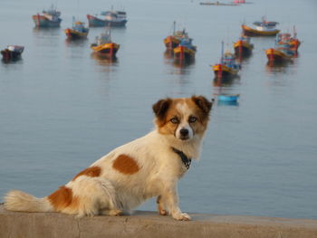 Dog sitting on sea shore