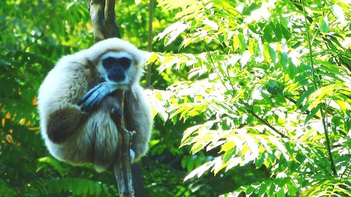 Monkey on tree trunk