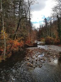 Plants growing by stream in forest against sky during autumn