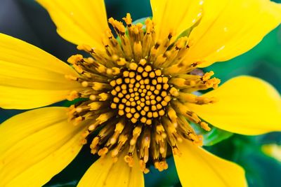 Close-up of yellow flower