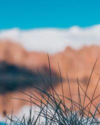 Close-up of grass against sky during sunset