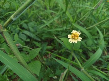 Close-up of yellow flower blooming on field