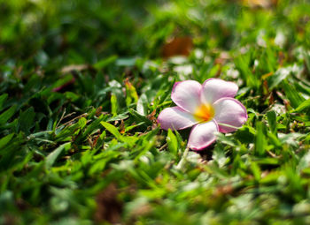 Close-up of frangipani on field