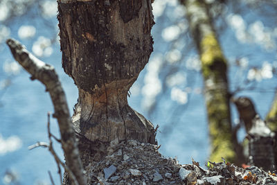 Close-up of tree trunk