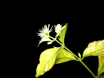Close-up of flowering plant against black background