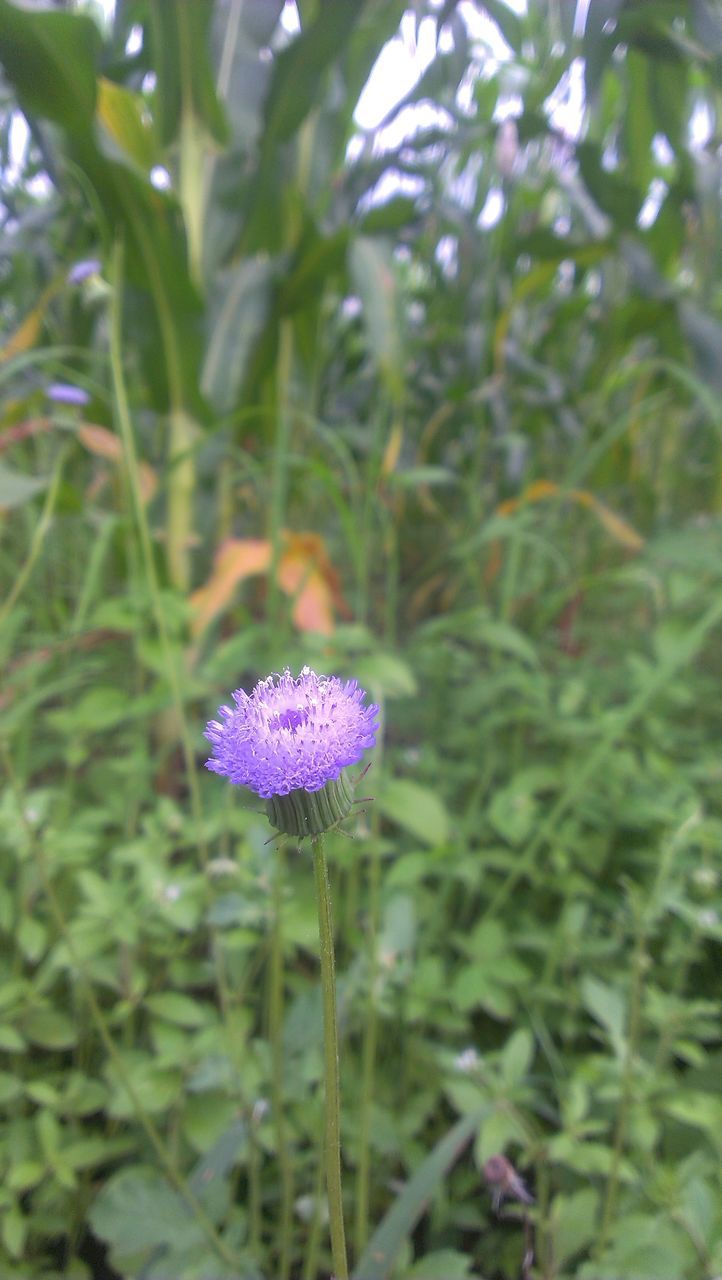 flower, purple, freshness, growth, fragility, petal, beauty in nature, flower head, close-up, plant, nature, blooming, focus on foreground, green color, growing, day, pink, outdoors, in bloom, single flower, bloom, vibrant color, pink color, springtime, no people, green, tranquility, pollen, blossom, garden