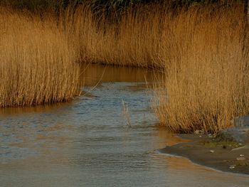 Cat on grass by water