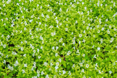 Full frame shot of fresh white flowering plants