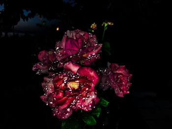 Close-up of pink rose blooming outdoors