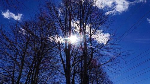 Low angle view of bare trees against sky