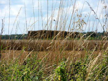 Plants growing on land against sky