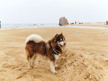 View of a dog on beach