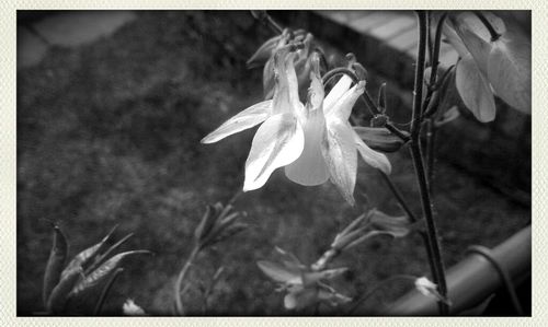 Close-up of flowers