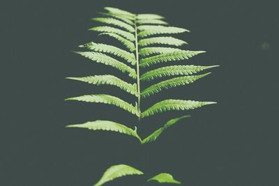 Close-up of fern leaves against black background