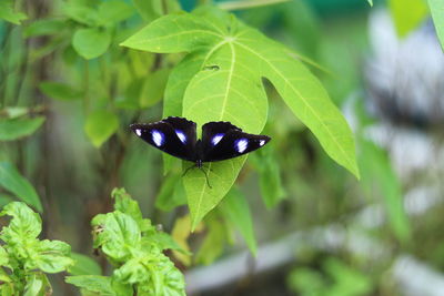 Close-up of butterfly on plant