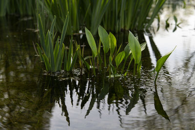 Plants growing in lake