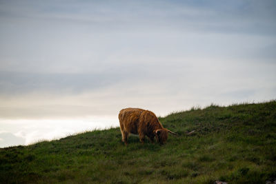 Higland cattle standing on field against sky