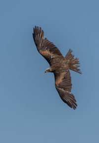 Low angle view of eagle flying against clear blue sky