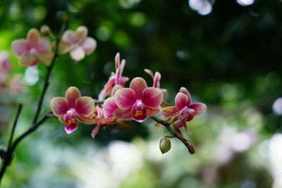 Close-up of pink flowering plant