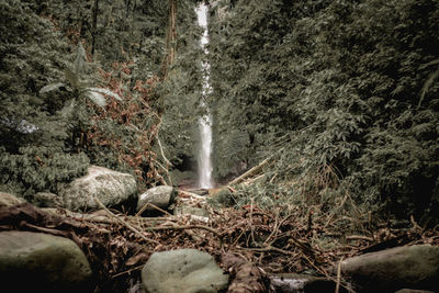 Scenic view of waterfall in forest