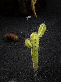 Close-up of insect on leaf