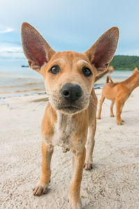 Portrait of dog standing on beach