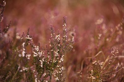 Close-up of flowers against blurred background