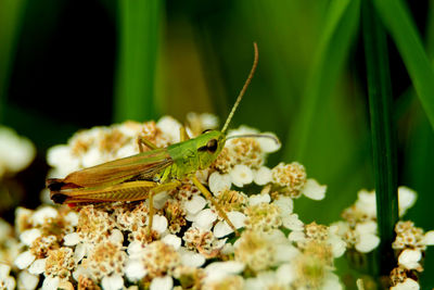 Close-up of butterfly pollinating on flower