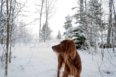 Dog outdoors in winter