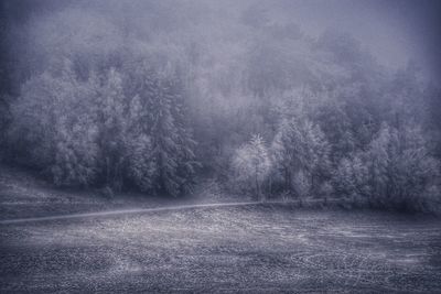 Trees in forest