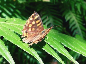 Close-up of butterfly on leaf