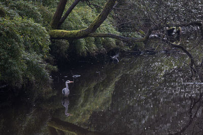 Rear view of woman on tree trunk in forest