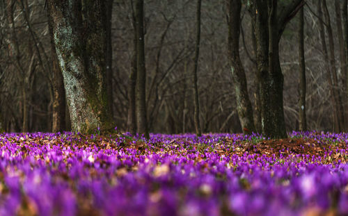 Purple crocus flowers growing on field