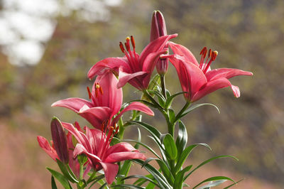 Close-up of pink flowering plant