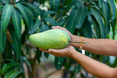Close-up of hand holding fruit