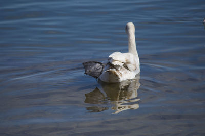 Swan swimming in river