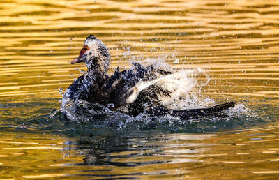 View of bird swimming in lake