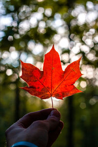 Close-up of hand holding maple leaf during autumn