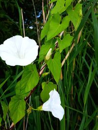 Close-up of white flowers blooming outdoors