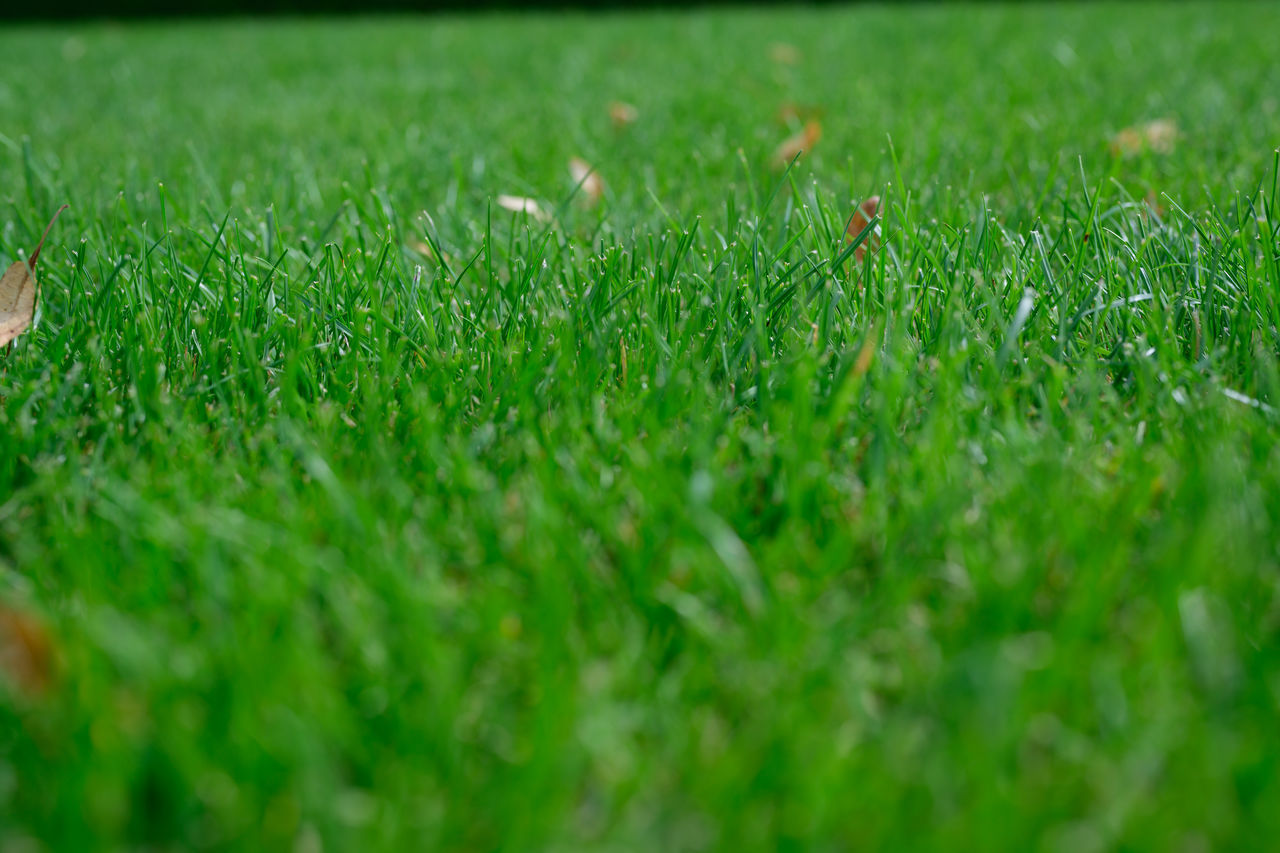 CLOSE-UP OF GRASS