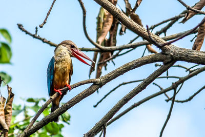 Low angle view of bird perching on branch