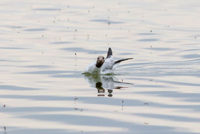 High angle view of duck swimming in lake