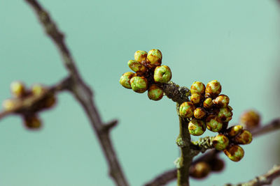 Close-up of flower buds growing on tree