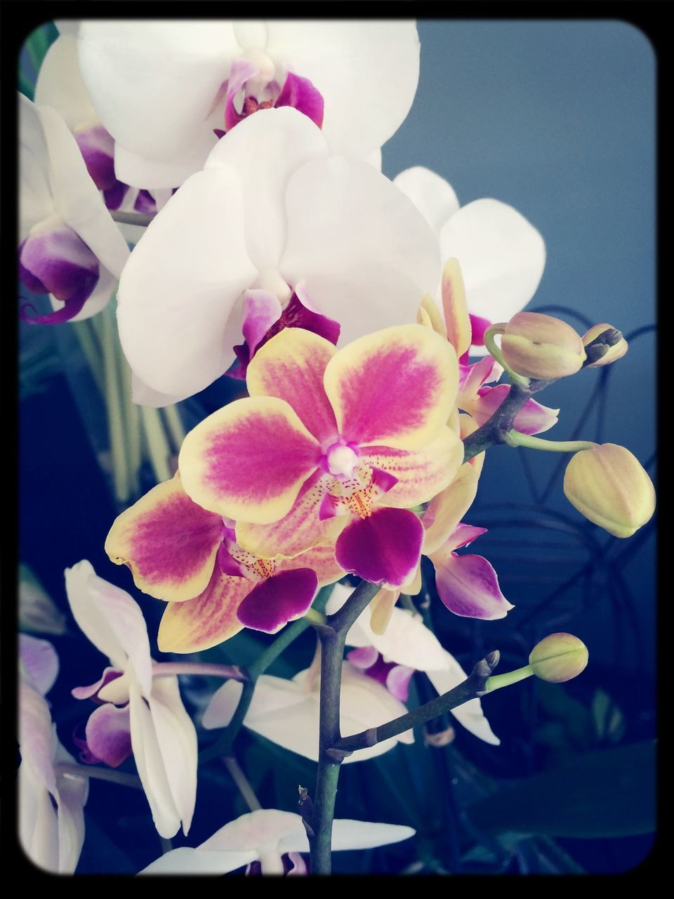 flower, petal, fragility, freshness, flower head, transfer print, beauty in nature, close-up, auto post production filter, growth, indoors, orchid, nature, blooming, plant, in bloom, focus on foreground, pink color, blossom, no people