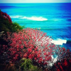 Close-up of tree by sea against sky